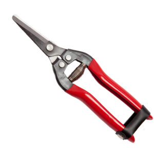 SNIPS GRAPES STRAIGHT